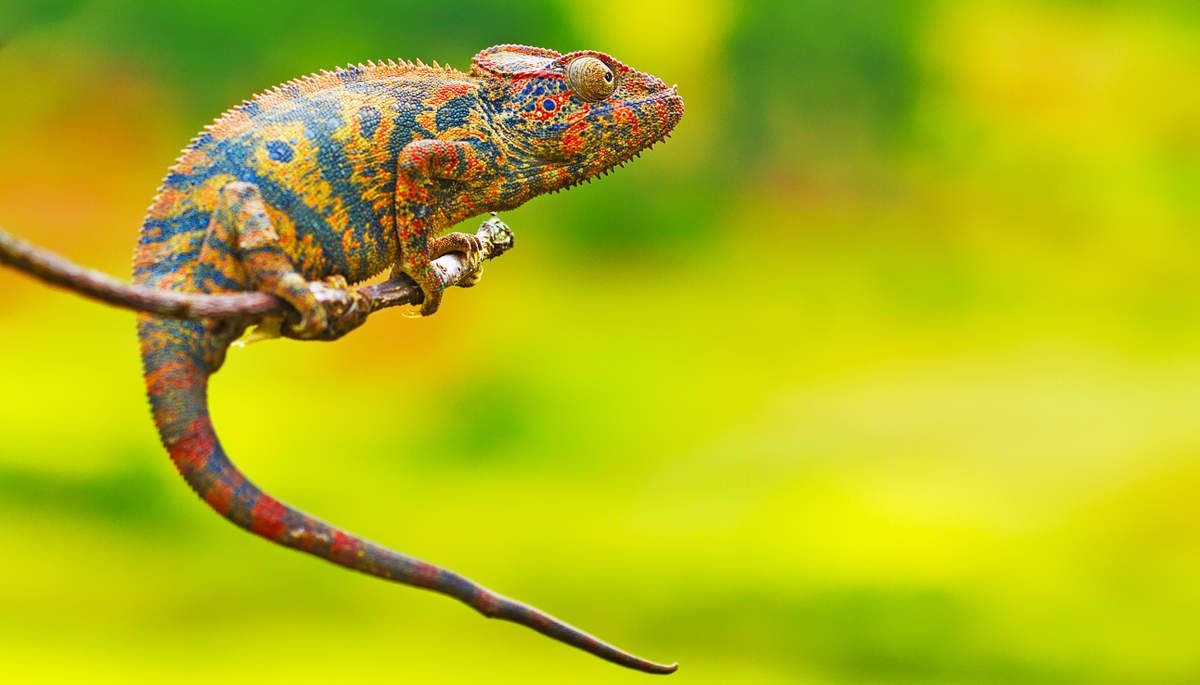 Le caméléon, champion de l'adaptation